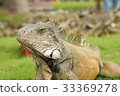 iguana 33369278