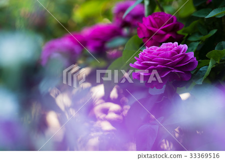 Landscape with rose, images of rose garden Landscape with rose, images of rose garden 33369516