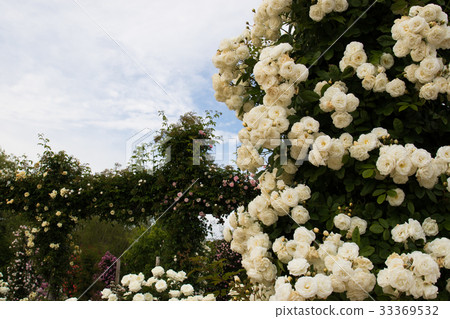 Landscape with rose, images of rose garden 33369532