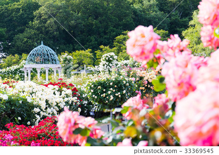 Landscape with rose, images of rose garden 33369545