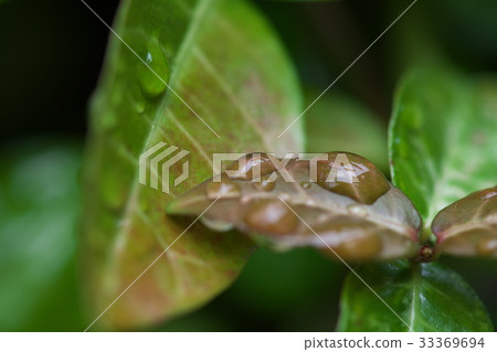 Water droplets Water droplets 33369694