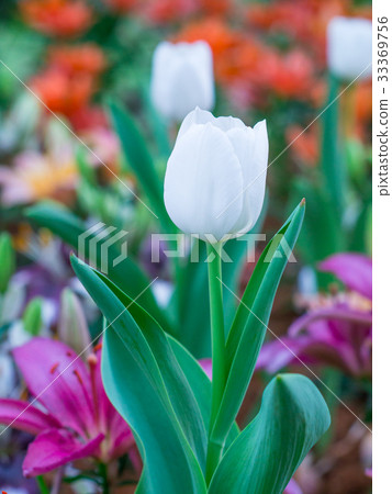 white tulip white tulip 33369756