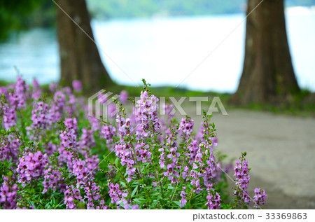 天使花 花 照片素材 圖片 圖庫
