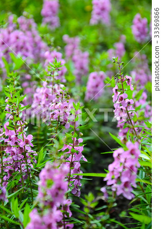 Angel flower, flower Angel flower, flower 33369866