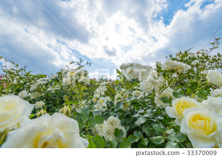 Landscape with English Rose, collection of images of rose garden Landscape with English Rose, collection of images of rose garden 33370009