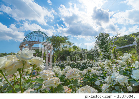 Landscape with English Rose, collection of images of rose garden 33370043