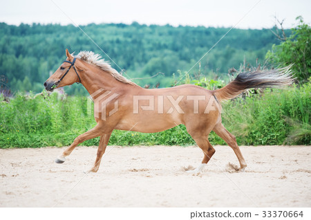 cantering sportive horse in outdoor manage 33370664