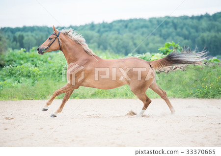 cantering sportive horse in outdoor manage 33370665
