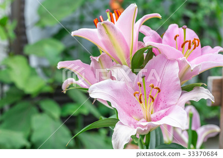 百合花 33370684