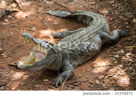Crocodiles Resting at Crocodile Farm Crocodiles Resting at Crocodile Farm 33370873