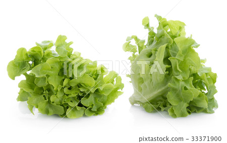 Green oak lettuce isolated on white background 33371900