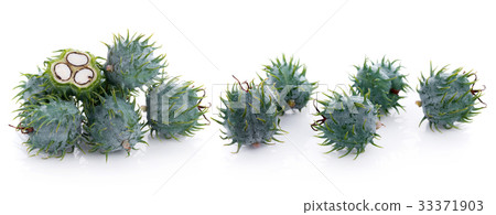 Castor oil plant on white background 33371903