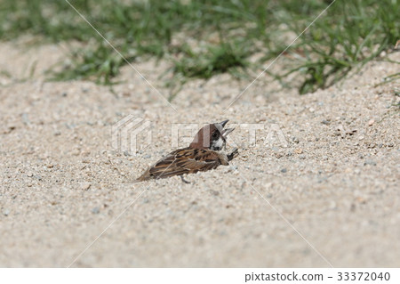 Sparrow 33372040
