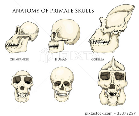 Human and chimpanzee, gorilla. biology and anatomy Human and chimpanzee, gorilla. biology and anatomy 33372257