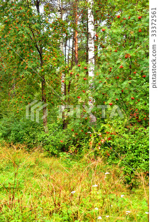 Pine forest at summer. Pine forest at summer. 33372561