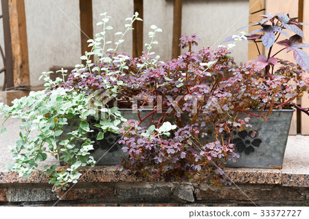 Home plants in flower pot Home plants in flower pot 33372727
