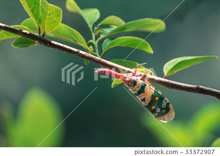 Lanternflies, FULGORID PLANTHOPPERS ,Lantern Lanternflies, FULGORID PLANTHOPPERS ,Lantern 33372907