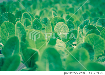 Lettuce farm with leaves for background texture  33372938
