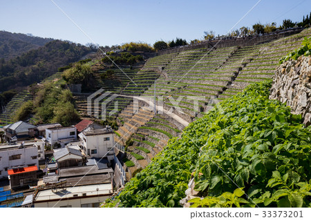 Yuuko Watergoura的Udaiba(愛媛縣宇和島市) Yuuko Watergoura的Udaiba(愛媛縣宇和島市) 33373201