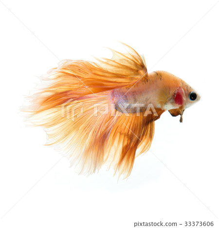 betta fish 33373606