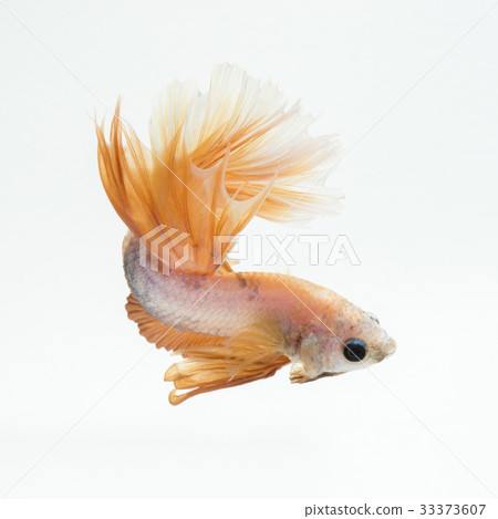 betta fish betta fish 33373607