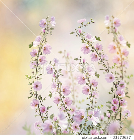 Pink hollyhock flowers Pink hollyhock flowers 33373627