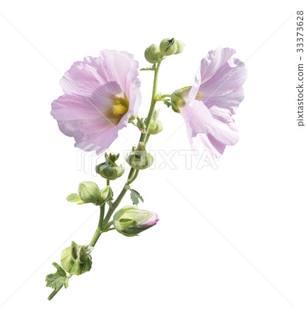 Pink hollyhock flowers Pink hollyhock flowers 33373628