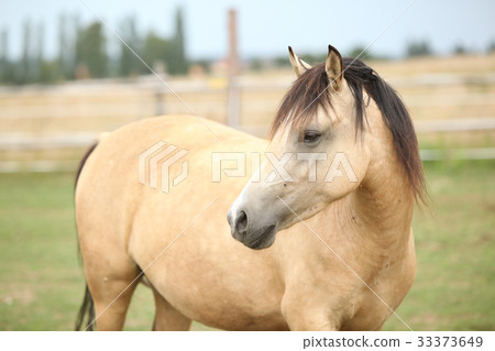 Beautiful pony on pasturage in summer Beautiful pony on pasturage in summer 33373649