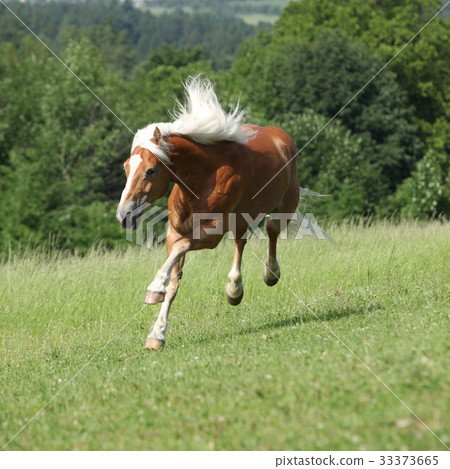 Amazing haflinger jumping on pasturage Amazing haflinger jumping on pasturage 33373665