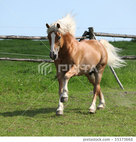 Amazing haflinger running on pasturage 33373668