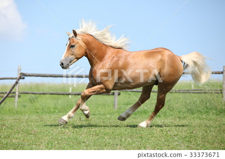 Amazing haflinger running on pasturage Amazing haflinger running on pasturage 33373671