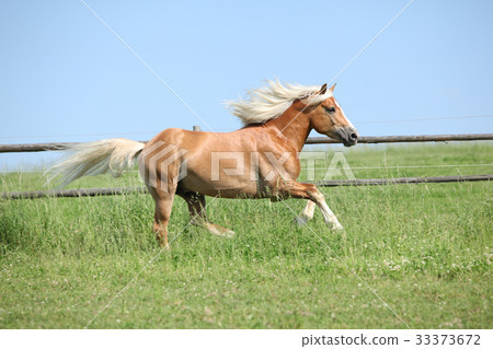 Amazing haflinger running on pasturage Amazing haflinger running on pasturage 33373672