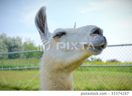white lama alpaca portrait farm animal closeup 33374287