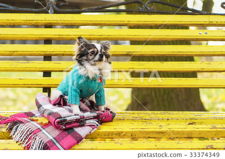 Longhair Chihuahua dog wearing blue wool pullover Longhair Chihuahua dog wearing blue wool pullover 33374349