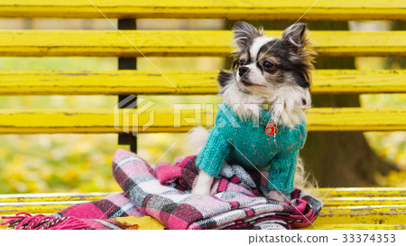 Longhair Chihuahua dog wearing blue wool pullover 33374353
