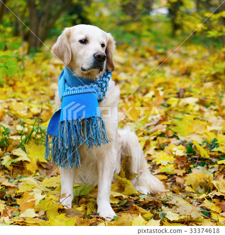 Golden best sale retriever scarf