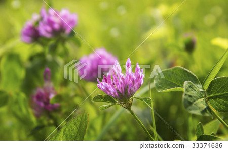 Fresh purple clover in the grass on a meadow 33374686