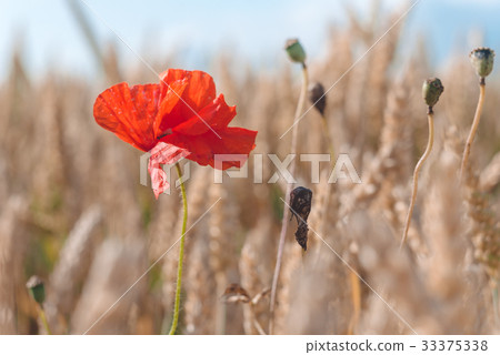 One red poppy flower in a golden ripe wheat field 33375338