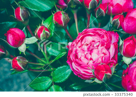 Bouquet of centifolia rose with foliage. Natural Bouquet of centifolia rose with foliage. Natural 33375340