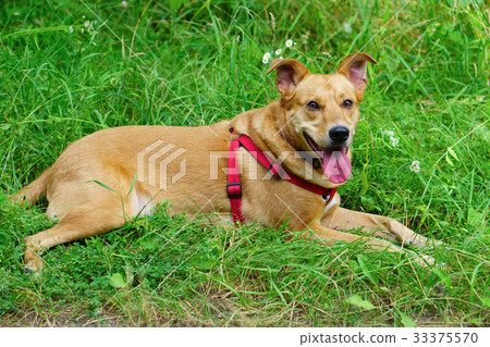Smiling handsome ginger red dog Smiling handsome ginger red dog 33375570