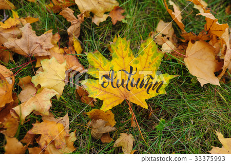 Maple leaf in autumn park 33375993