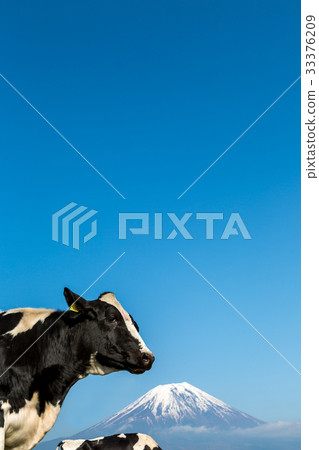 Grazed cow Grazed cow 33376209