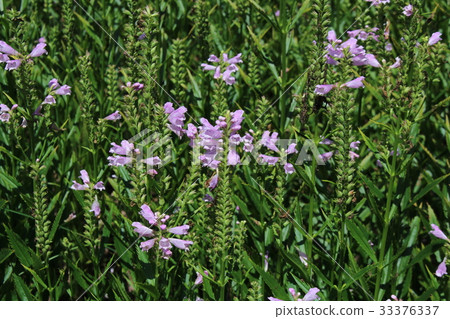 Flower language is "achievement" Flower language is "achievement" 33376337