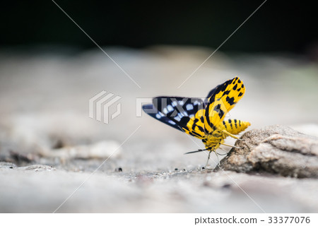 Butterfly in the forest, insect and animal Butterfly in the forest, insect and animal 33377076