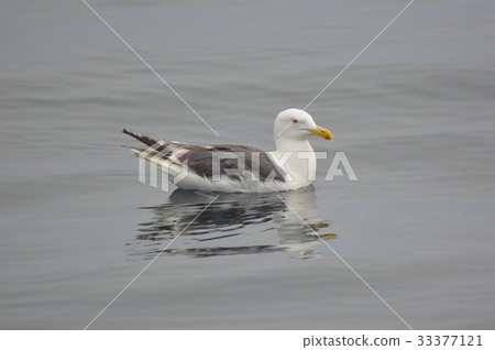 White-backed gull (Okhotsk Sea, off the east coast of Shiretoko Peninsula / Hokkaido) 33377121