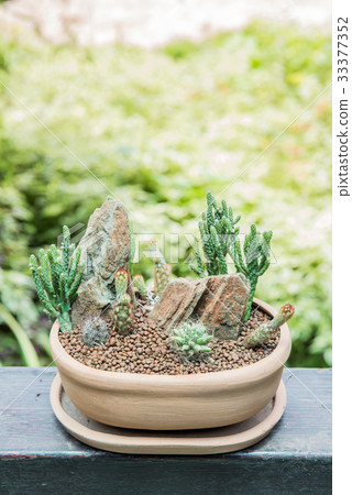 cactus, sugar palm leaf, decoration in the garden cactus, sugar palm leaf, decoration in the garden 33377352