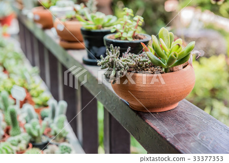 cactus, sugar palm leaf, decoration in the garden cactus, sugar palm leaf, decoration in the garden 33377353