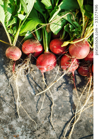fresh radish fresh radish 33377496