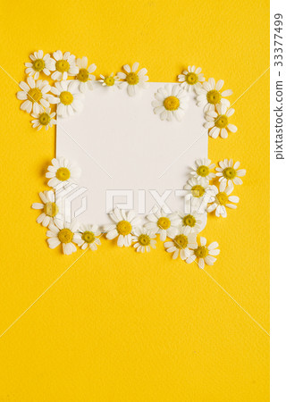 daisy flowers on the paper card daisy flowers on the paper card 33377499