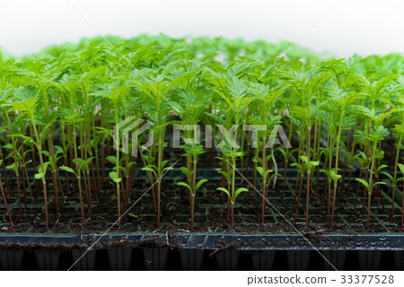save earth save life by plant the tree save earth save life by plant the tree 33377528